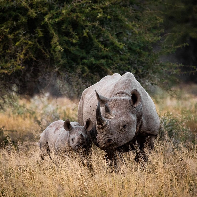 Monet® Travel Artists