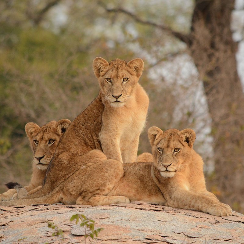 Monet® Travel Artists