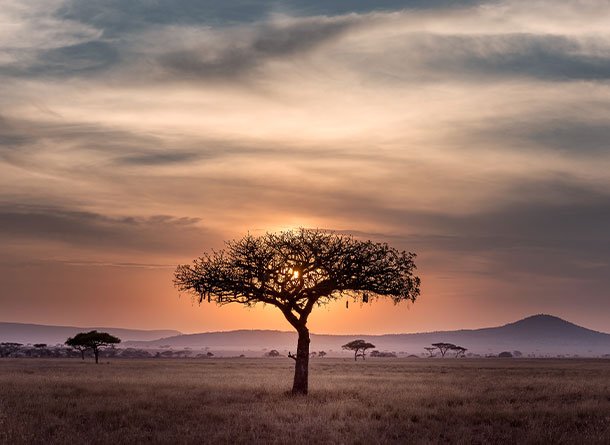 Monet® Travel Artists