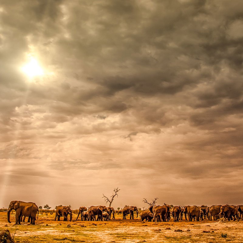 Monet® Travel Artists